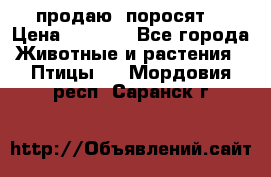 продаю  поросят  › Цена ­ 1 000 - Все города Животные и растения » Птицы   . Мордовия респ.,Саранск г.